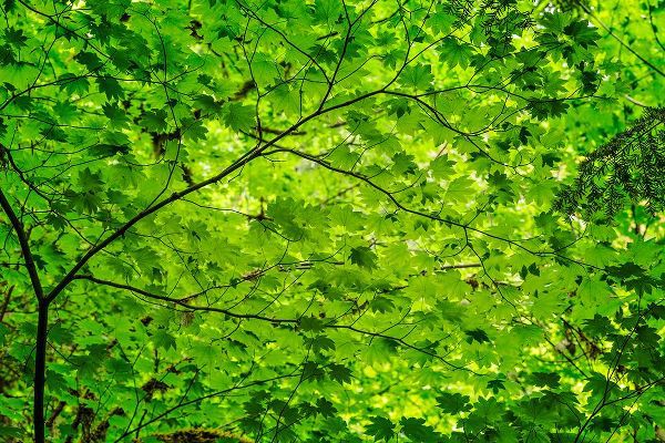 Jones, Adam 아티스트의 Pattern of green maple leaves-Columbia River Gorge National Scenic Area-Oregon작품입니다.